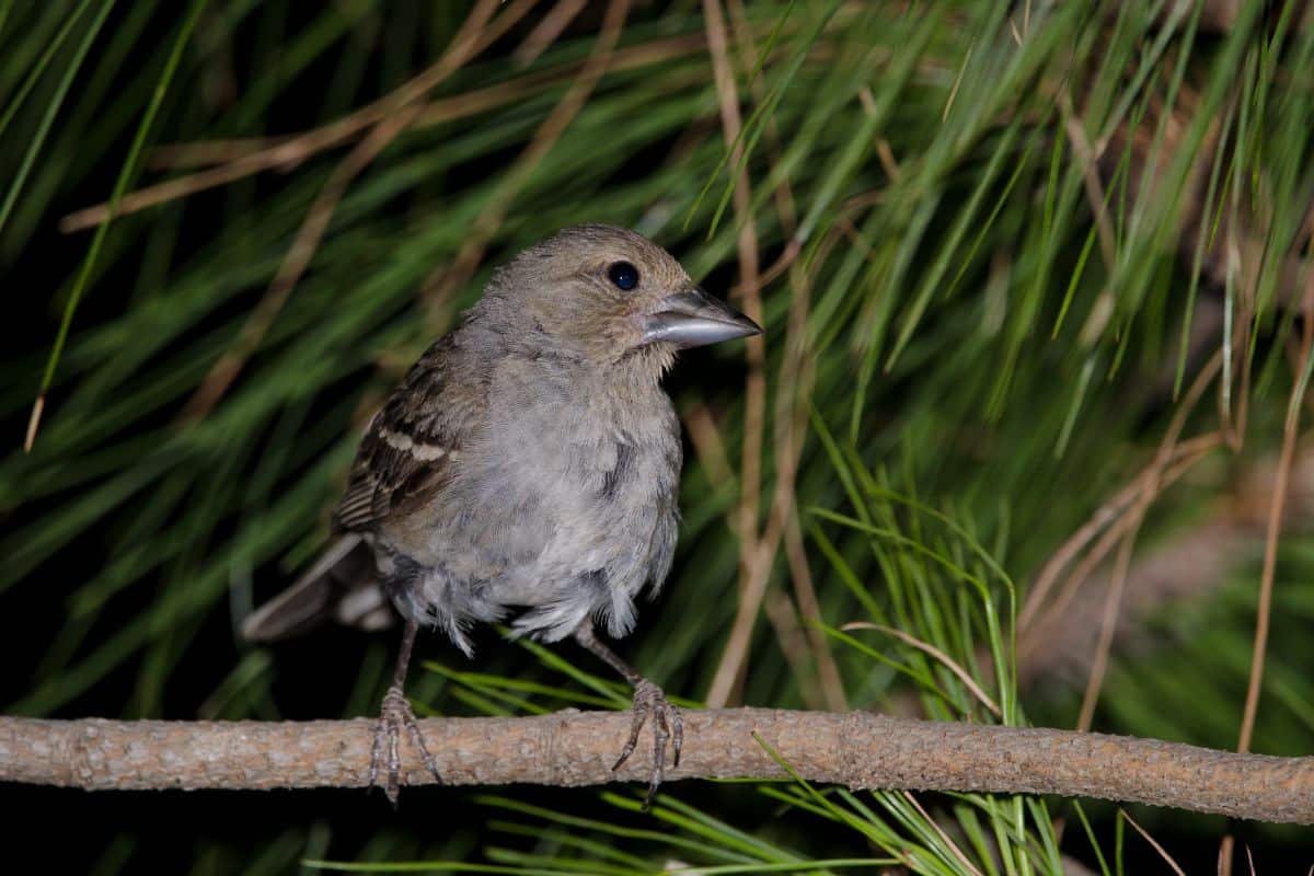 An adorable Gran Canaria Blue Chaffinch standing on a tree branch during nigtht.