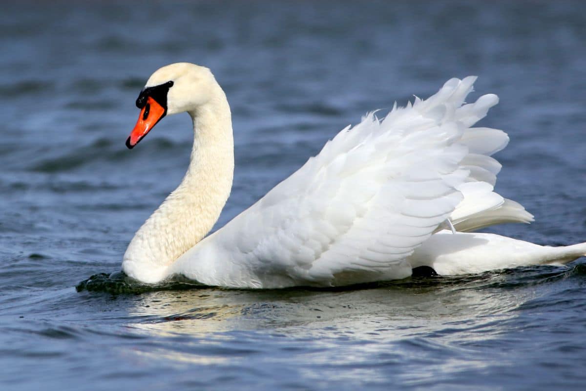 A majestic Mute Swan swimming in the water.