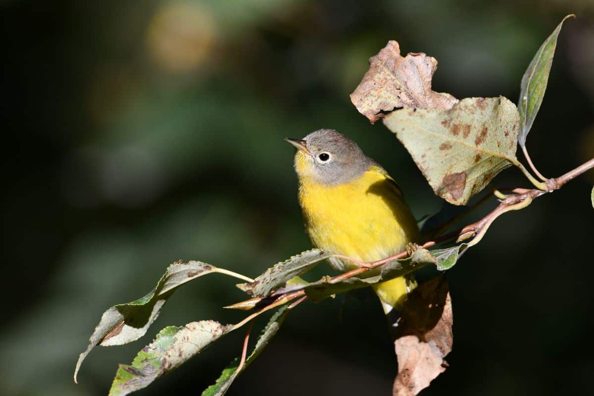 A cute Nashville Warbler perched on a branch with leaves.