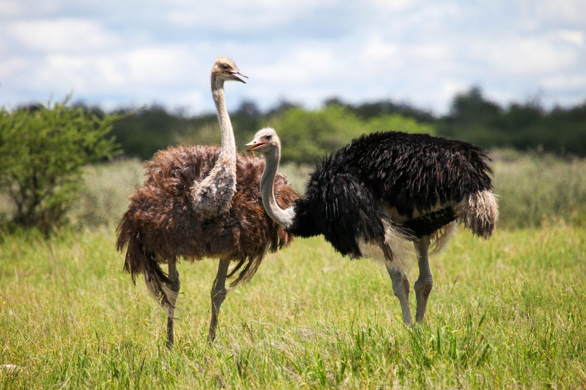 Two adult Ostriches standing on a field.