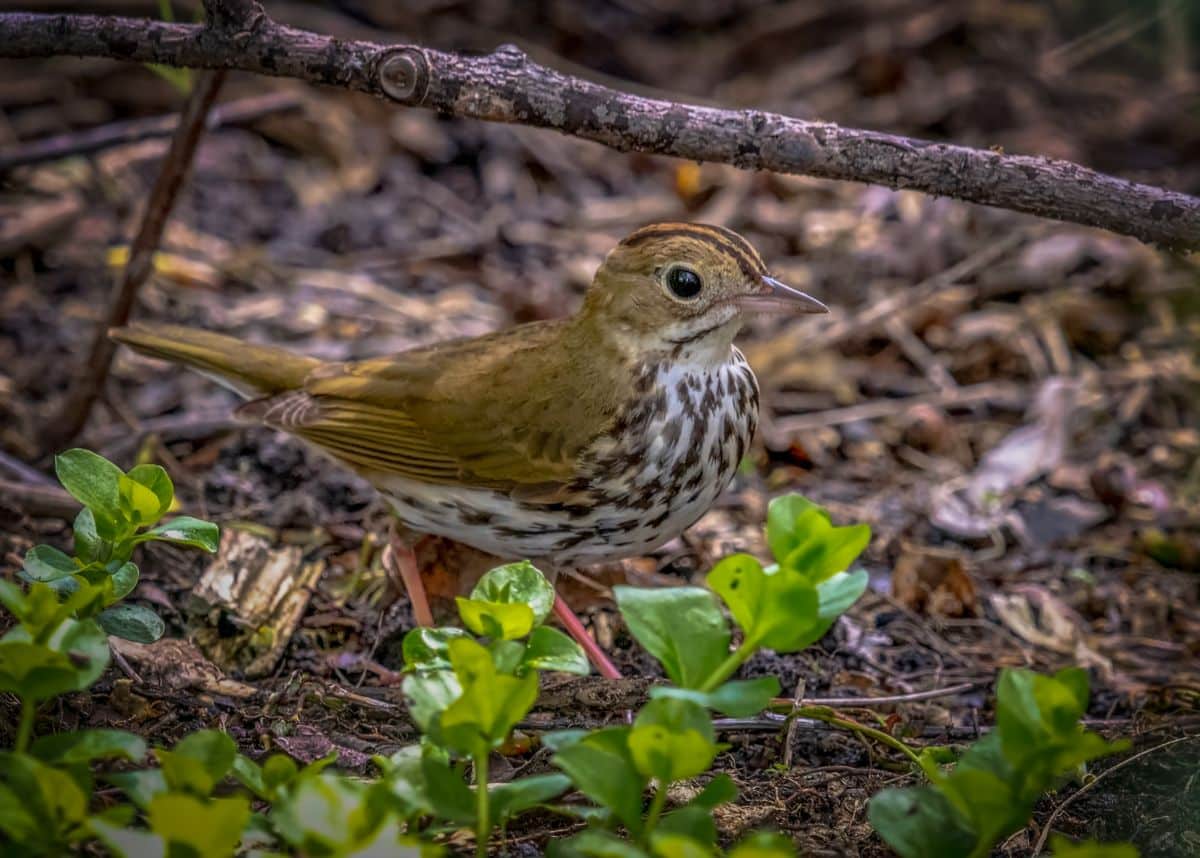 A cute Ovenbird Warbler standing on the ground.