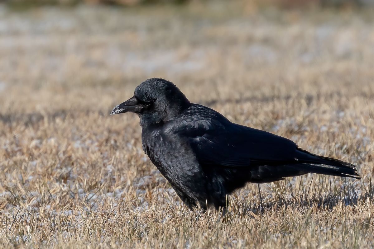 A beautiful American Crow on a field.