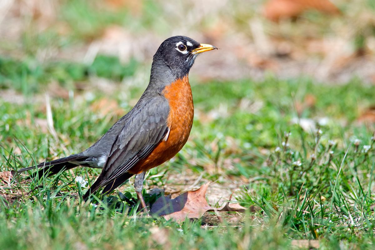 Beautiful american robin standing on a green meadow with fallen leaves.