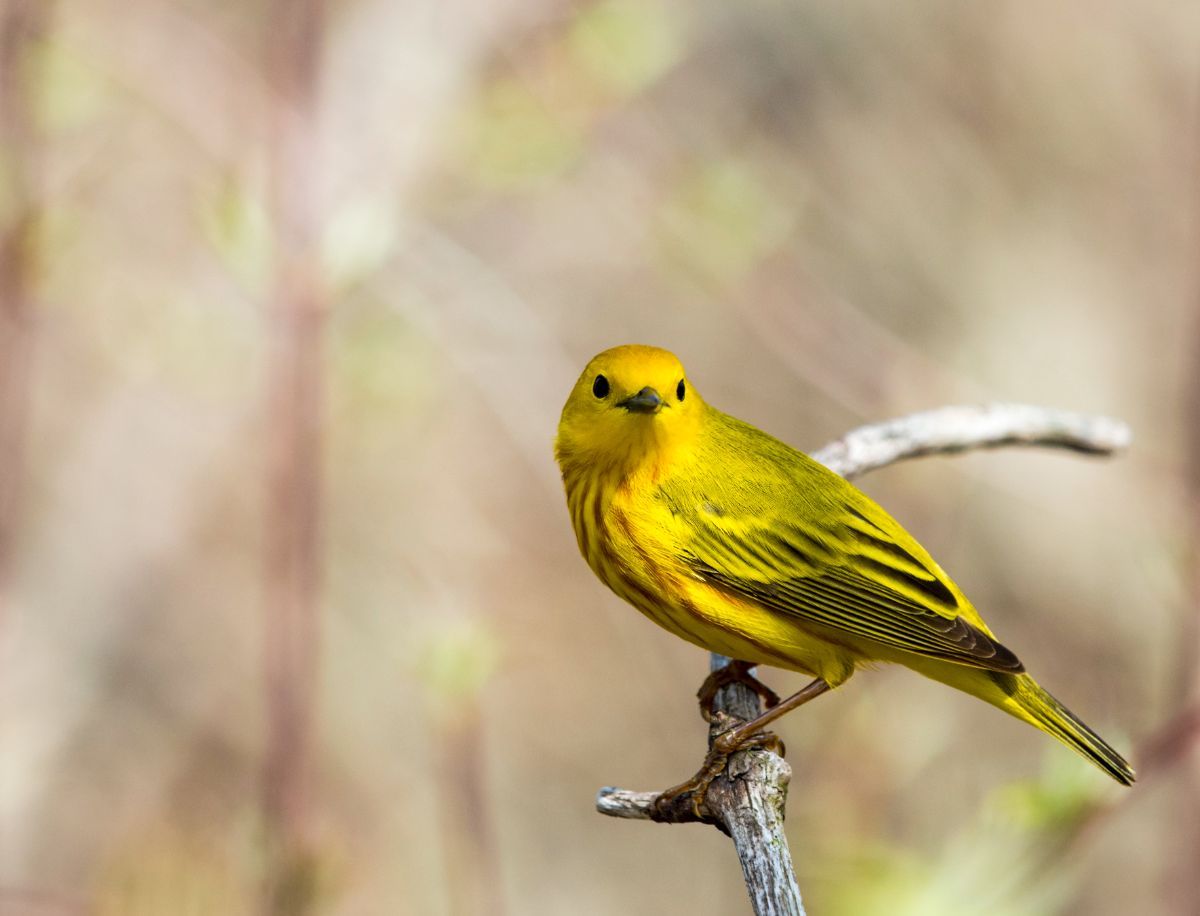 A beautiful American Yellow Warbler perched on a branch.