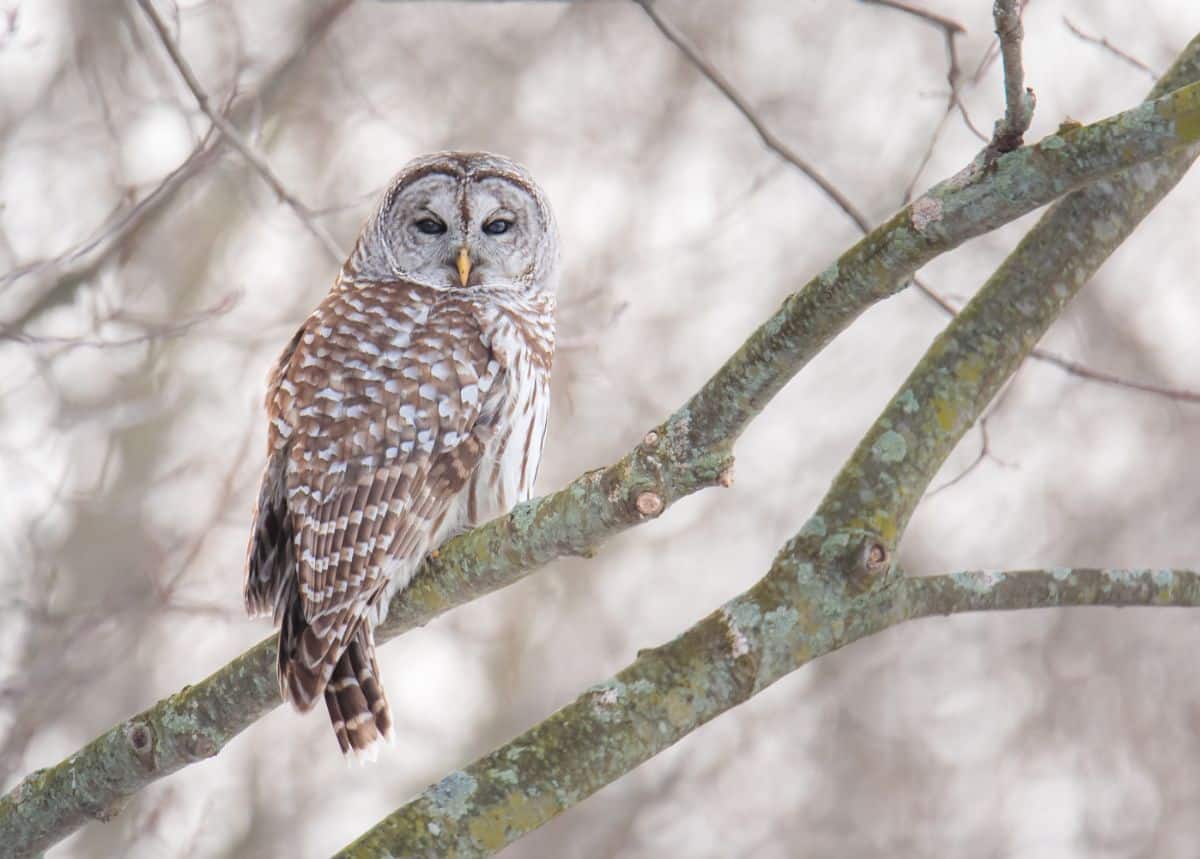 A beautiful Barred Owl perched on a branch.