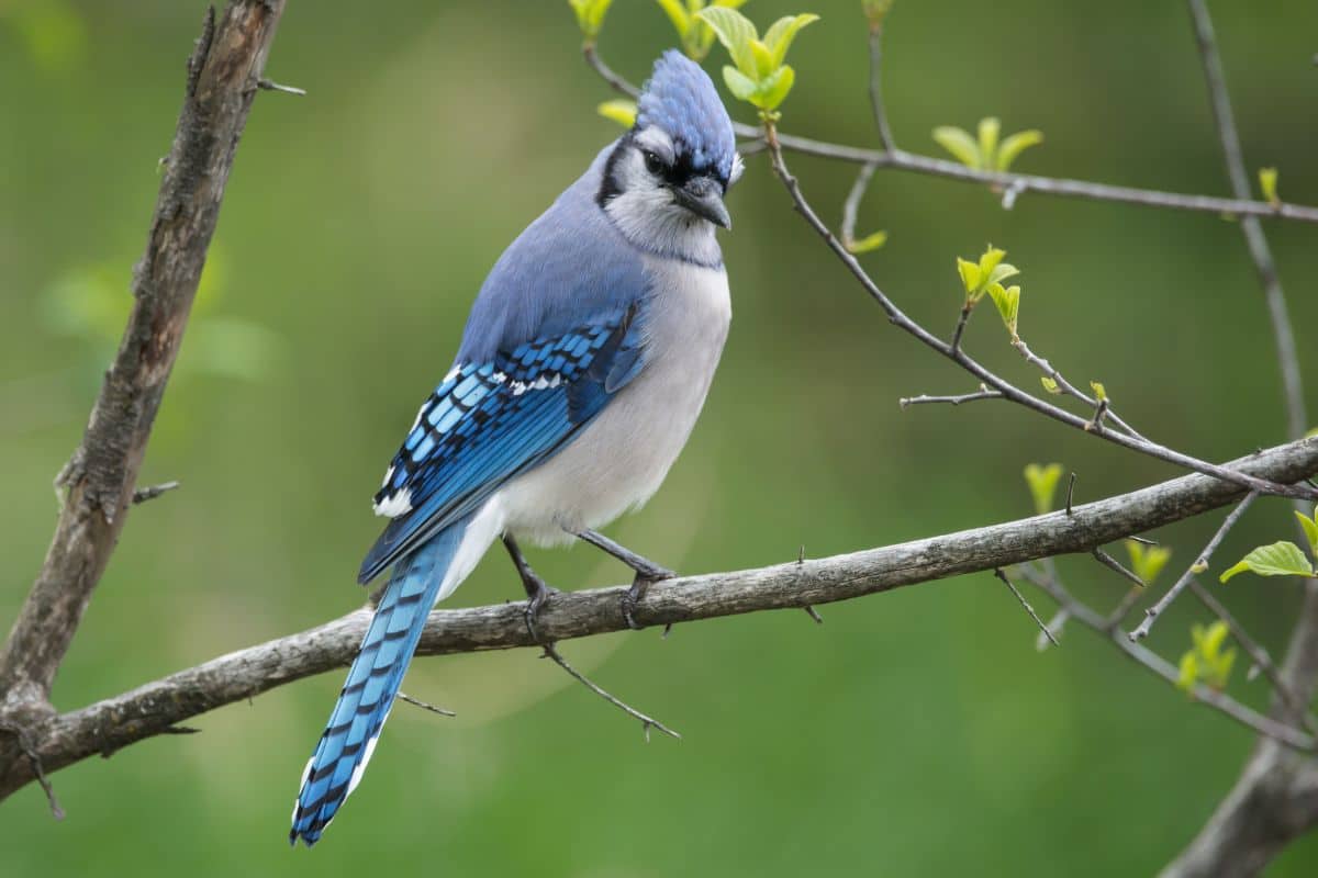 A beautiful Blue Jay perched on a thin branch.