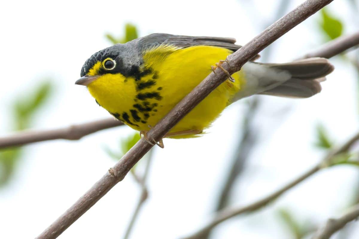 A beautiful Canada Warbler perching on a branch.