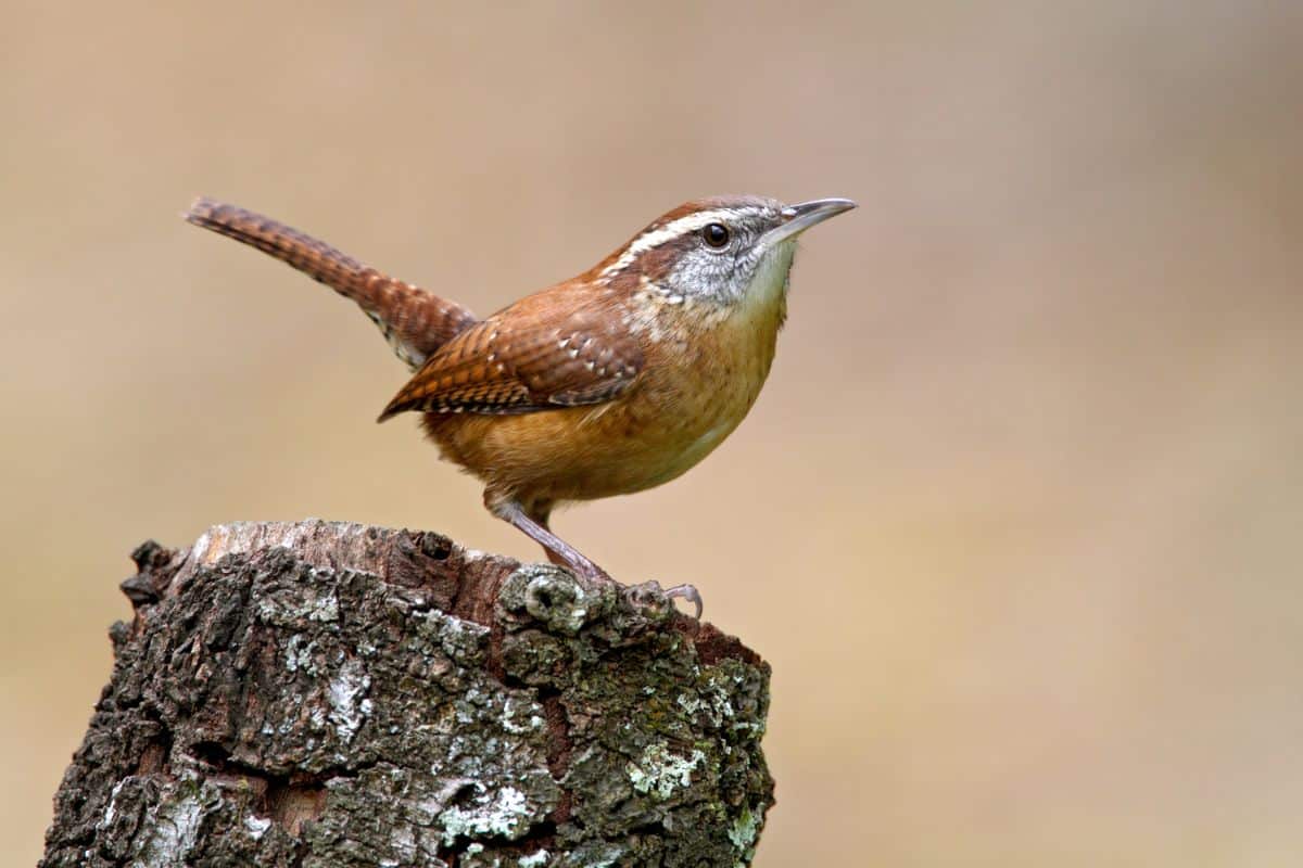 A cute Carolina Wren perched on a tree log.