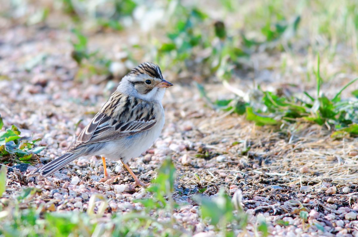A cute Clay-Colored Sparrow standing on rocky soil.