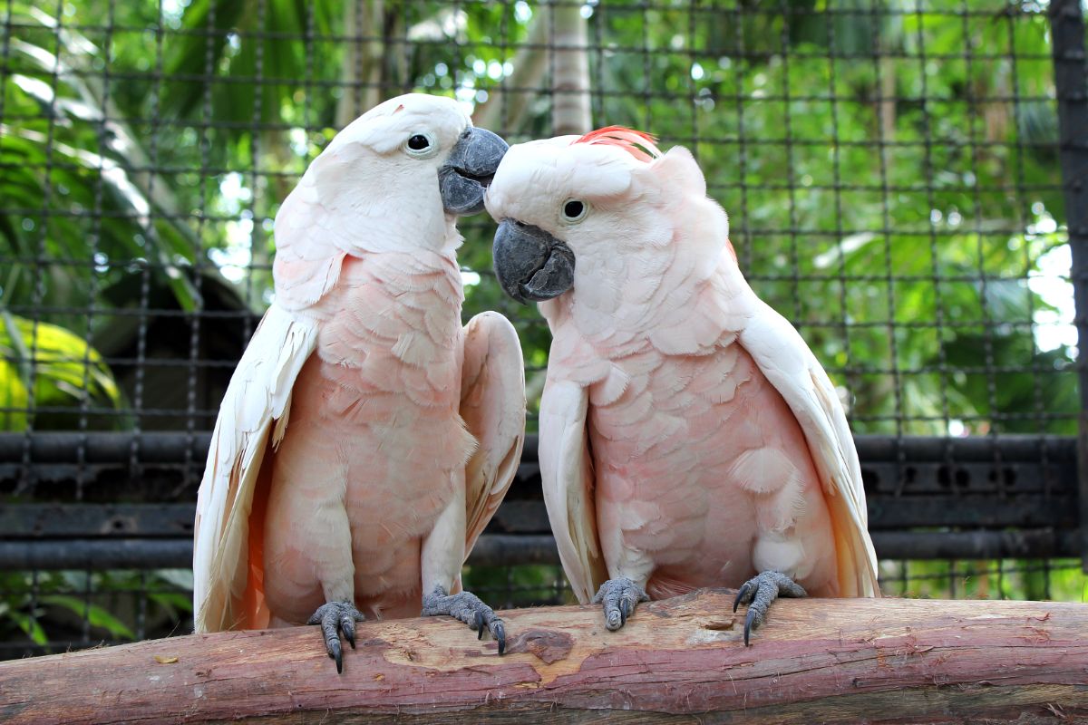 Two beautiful Cockatoos on a wooden pole.