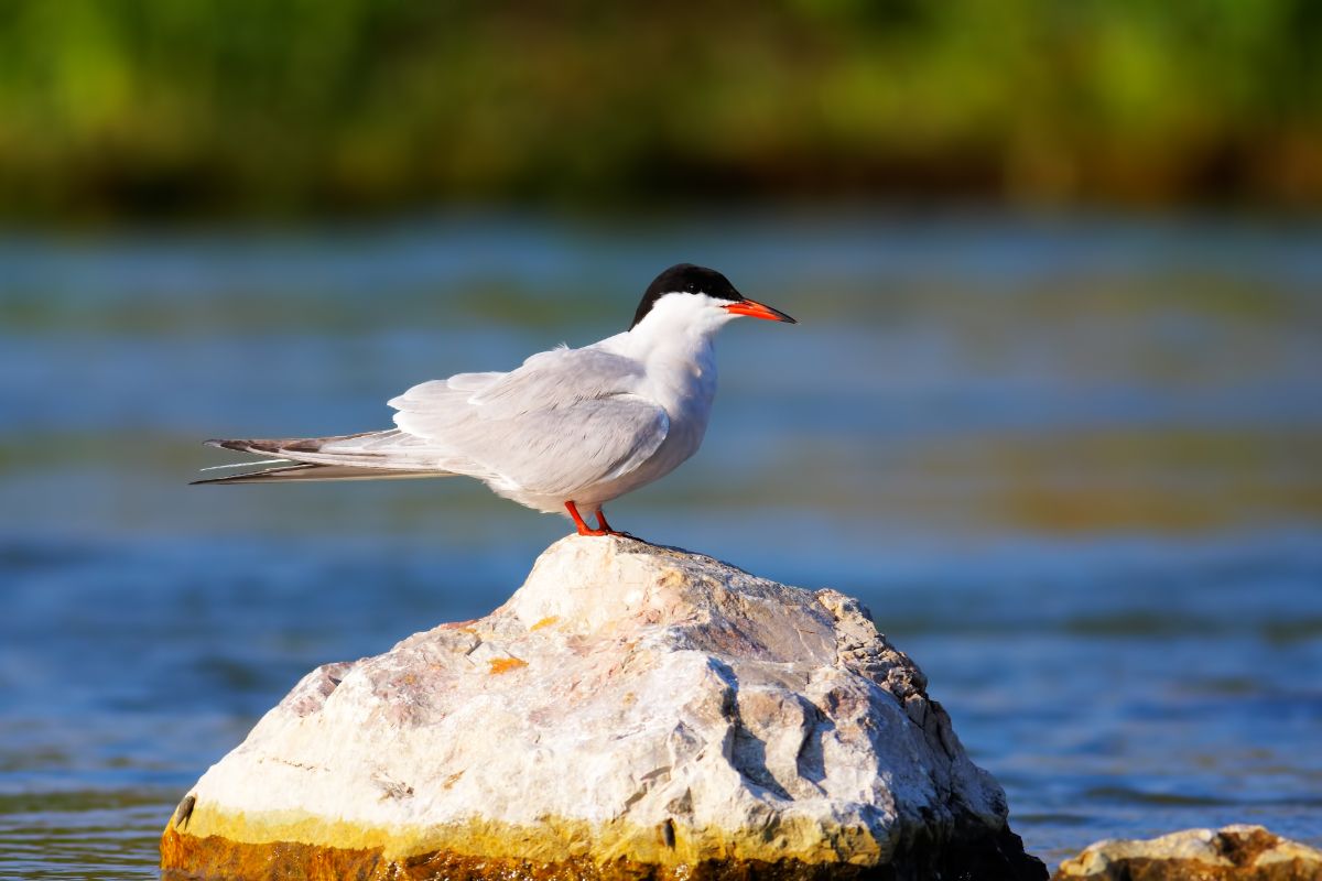 A beautiful Common Tern perched on a rock on a sunny day.