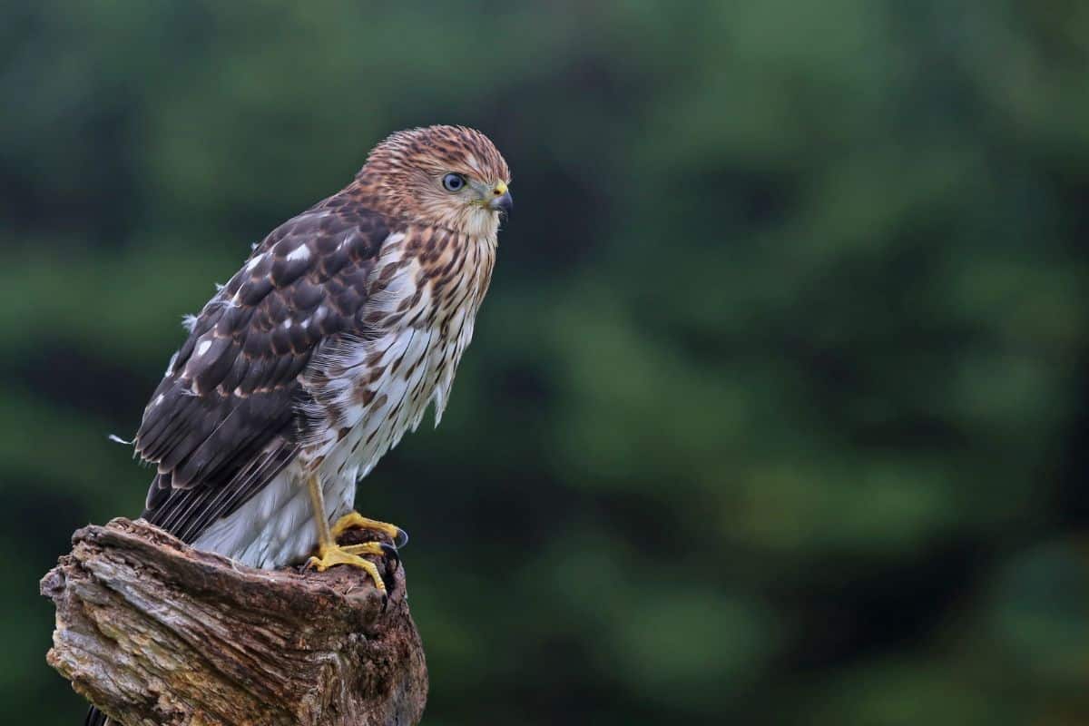 Cooper's Hawk stadning on a wooden pole.