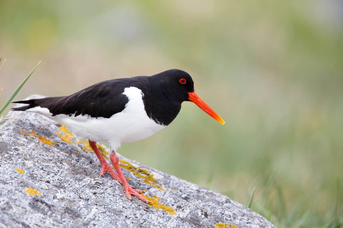 Eurasian Oystercatcher stadning on rock.