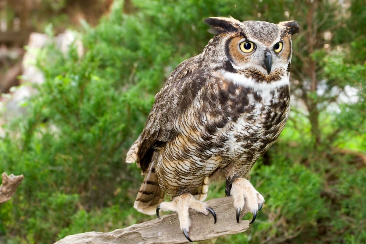 A beautiful Great-horned Owl perched on a wooden log.