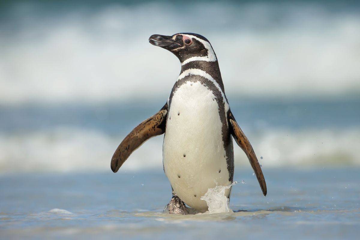 A cute Magellanic Penguin walking in shallow water.