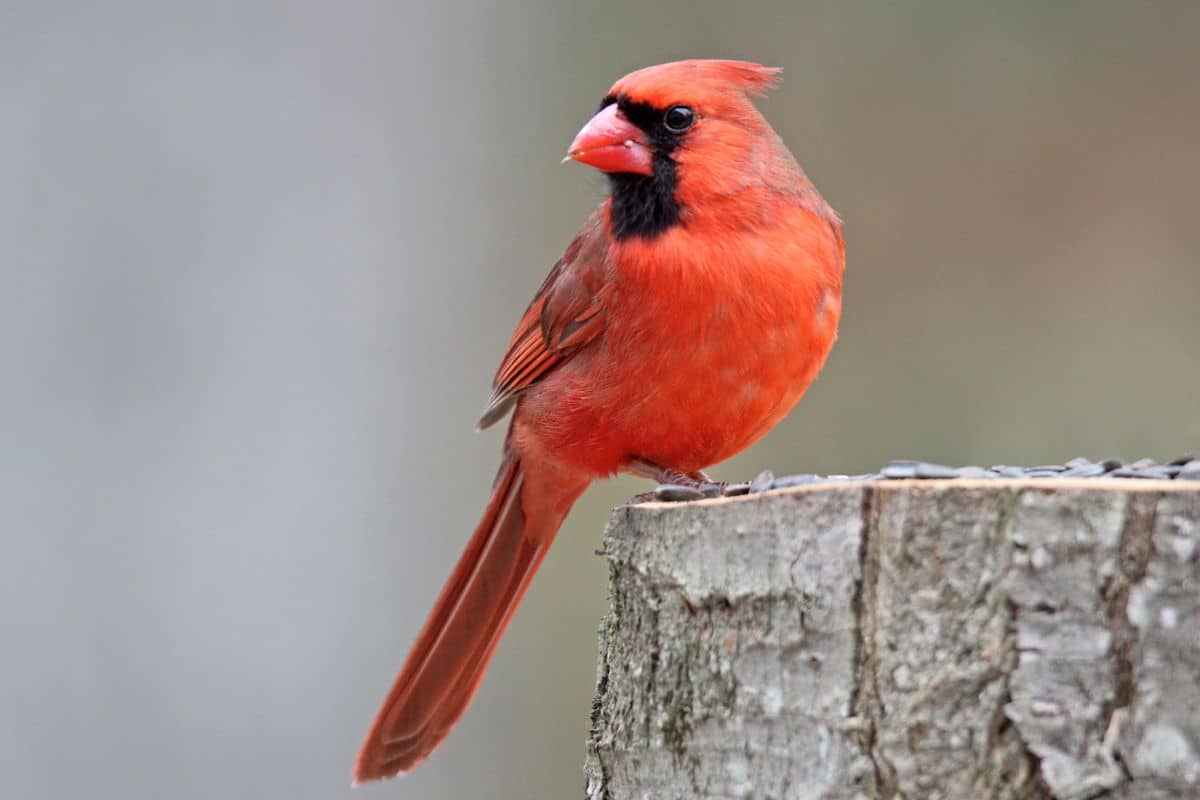 A beautiful Northern Cardinal perched on a stump.