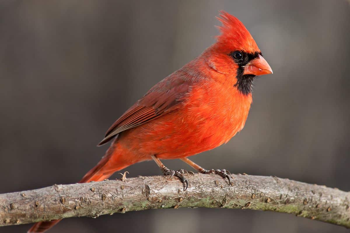 A beautiful Northern Cardinal standing on a tree branch.