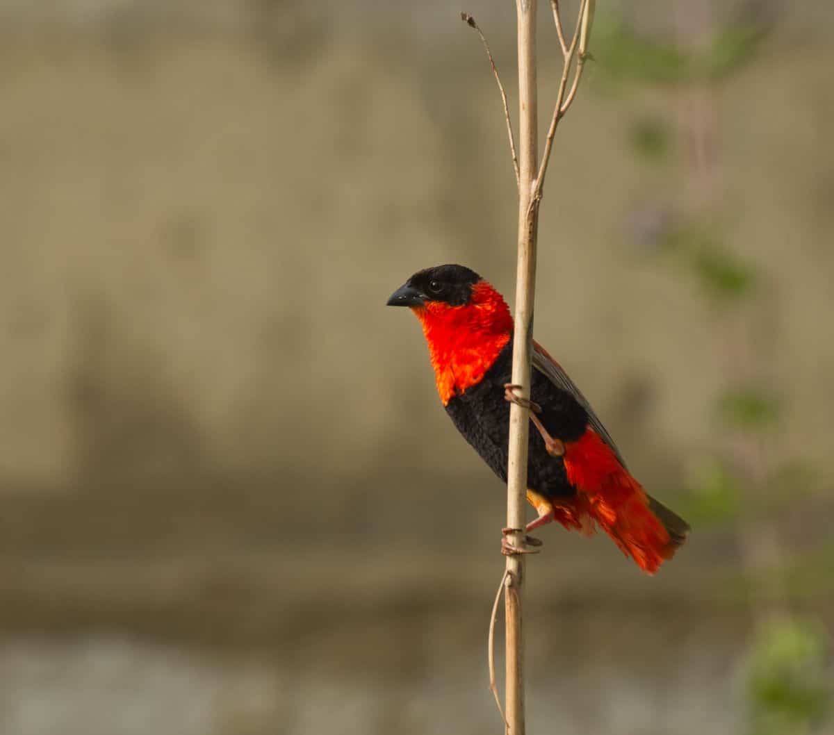 Northern Red Bishop perching on a thing branch.