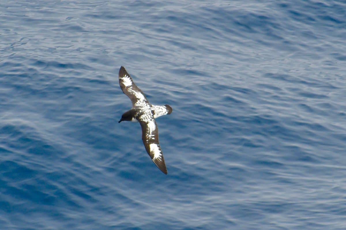 Petrel flying over sea.