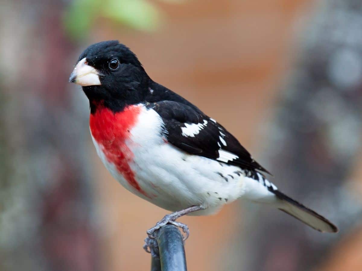 A beautiful Rose-Breasted Grosbeak perched on a metal fence.