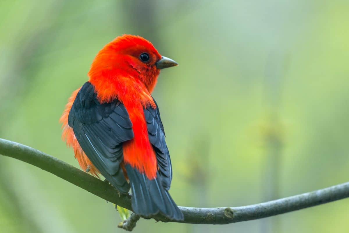 A beautiful Northern Cardinal perching on a branch,