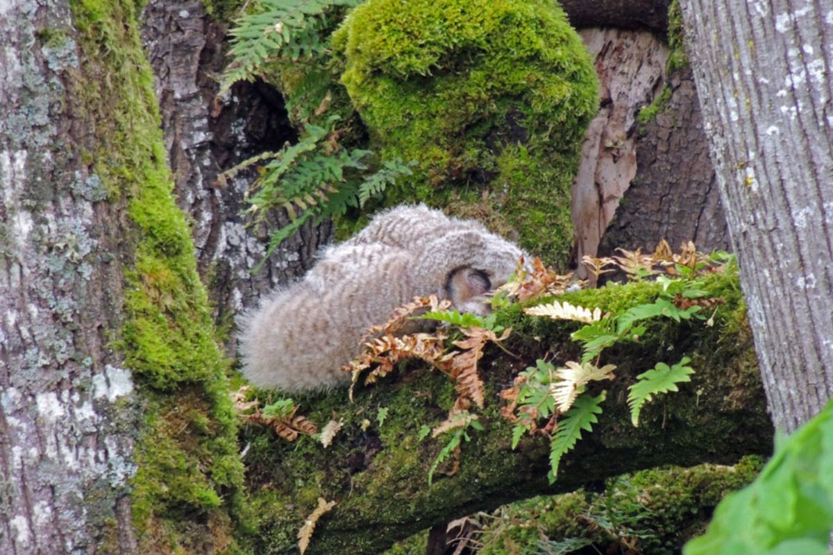 A big brown owl sleeping on a tree covered by moss.