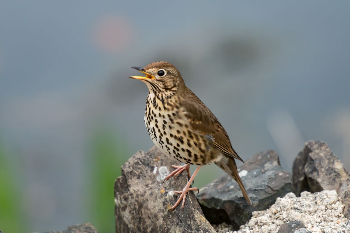 A cute Song Thrush perched on a rock.