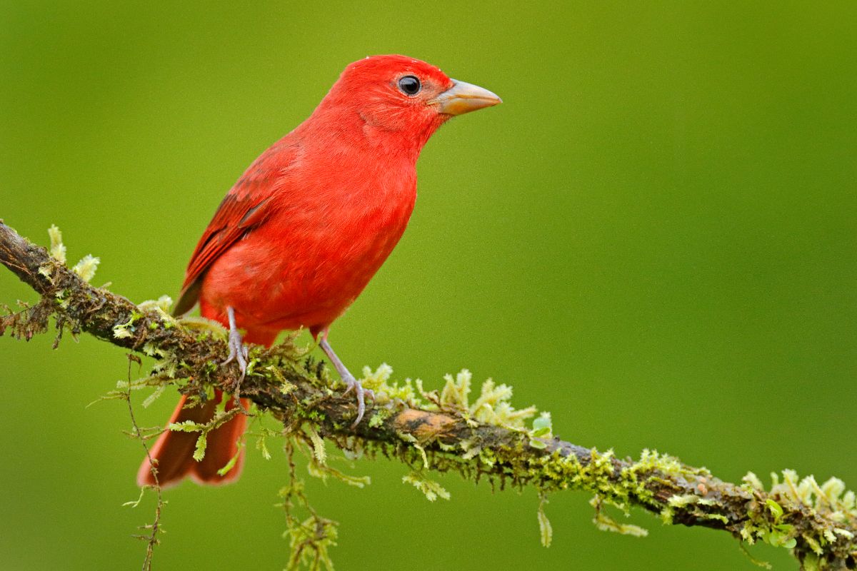 A beautiful Summer Tanager perched on a branch.