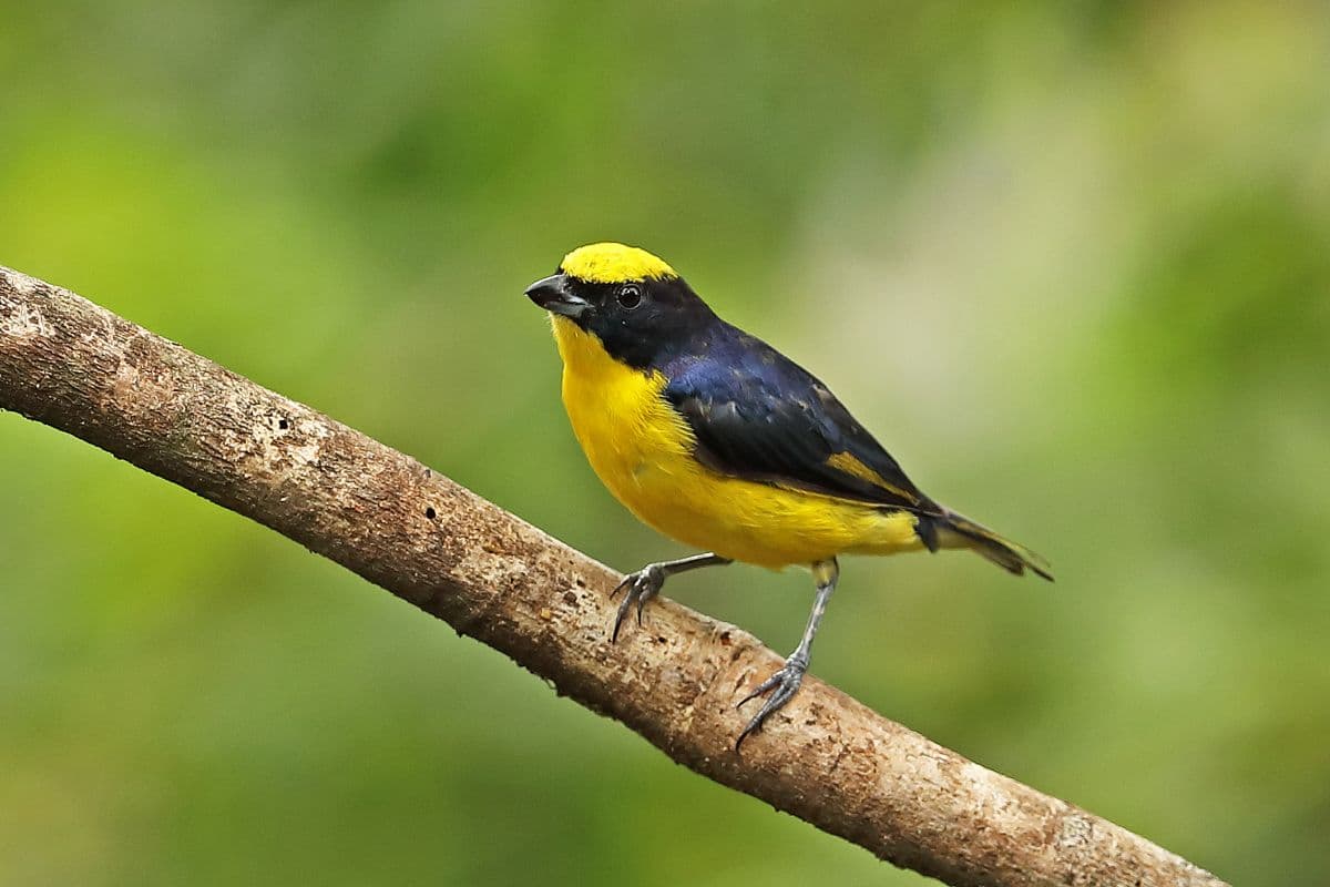 A beautiful Thick-Billed Euphonia standing on a tree branch.
