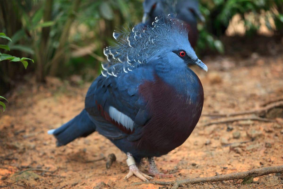 A beautiful Victoria Crowned Pigeon standing on the ground.