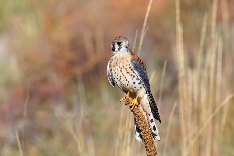 21 Most Popular Birds in North Carolina (With Photos) - Bird Nature