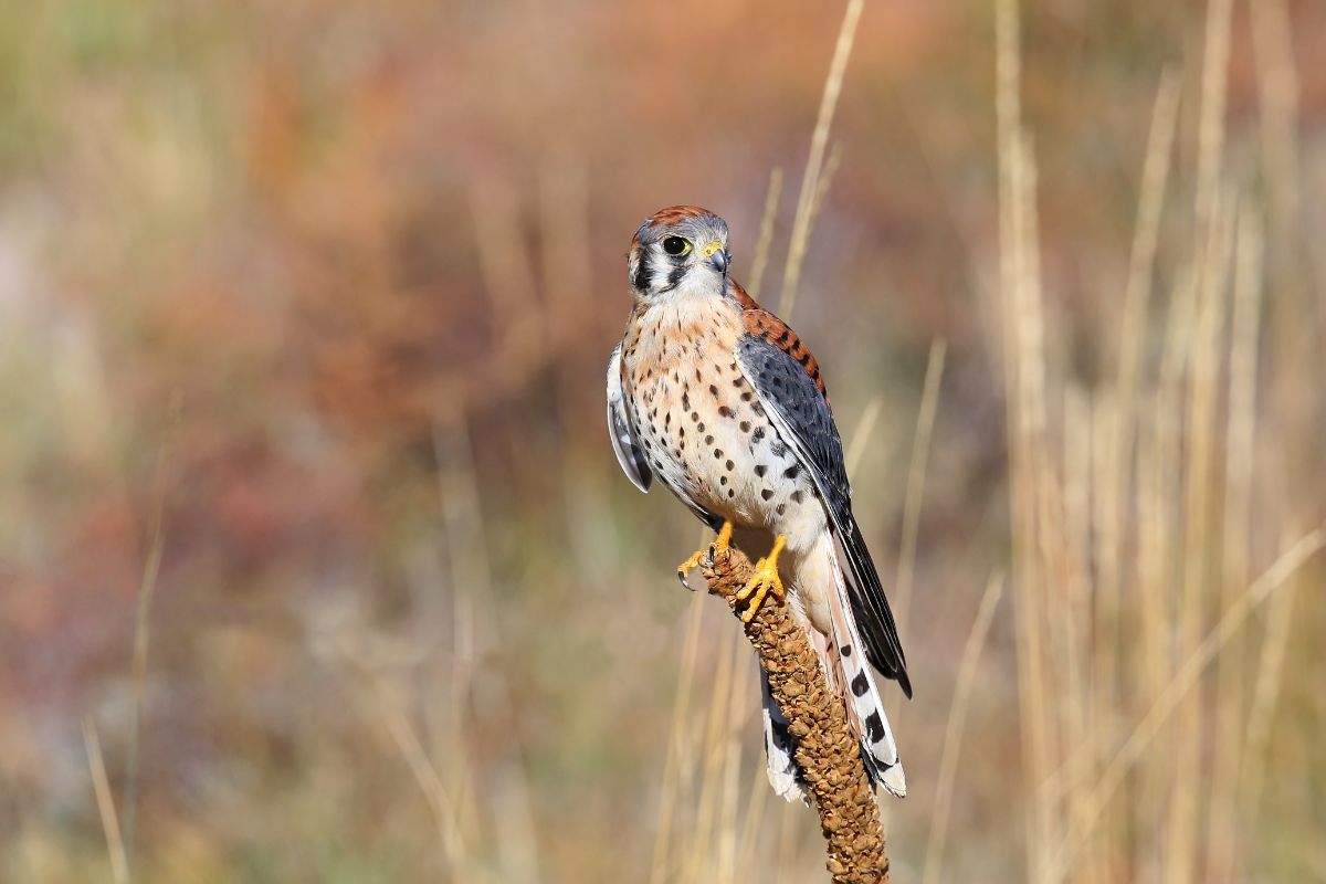 A beautiful American Kestrel perched on an old branch.