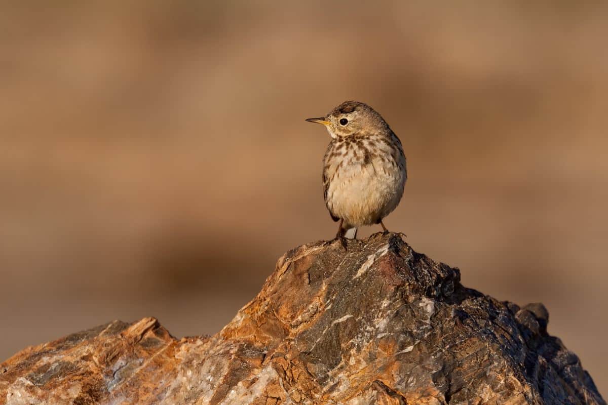 A cute American Pipit perched on a big rock on a sunny day.