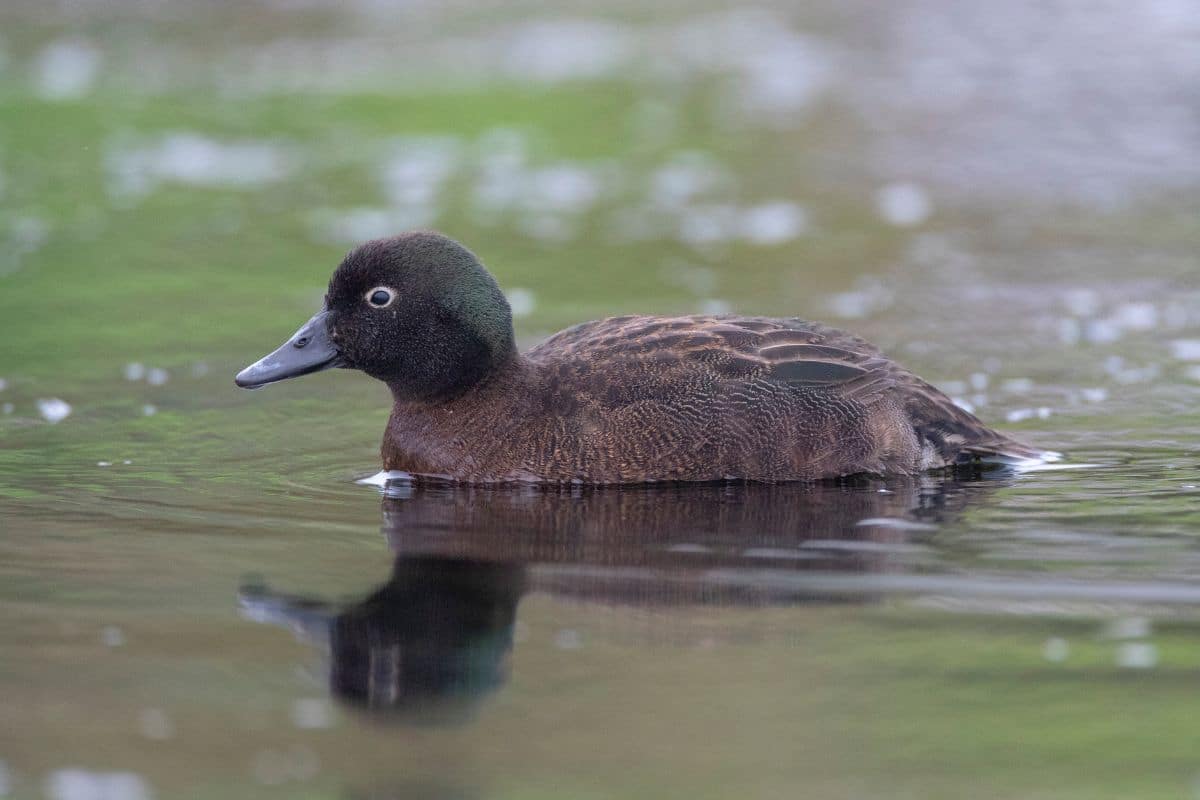 A cute Campbell Island Teal swimming in water.