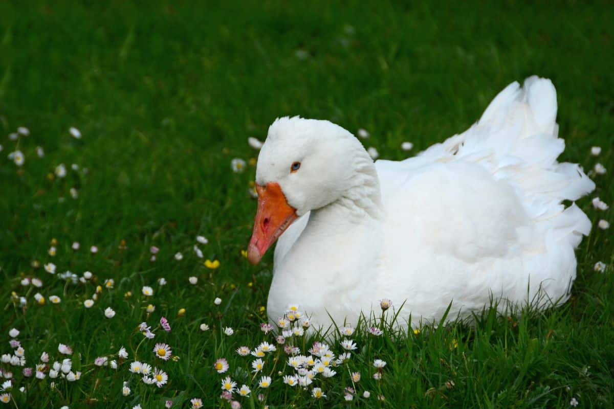 A big Embden Goose sitting on a green meadow with tiny flowers.