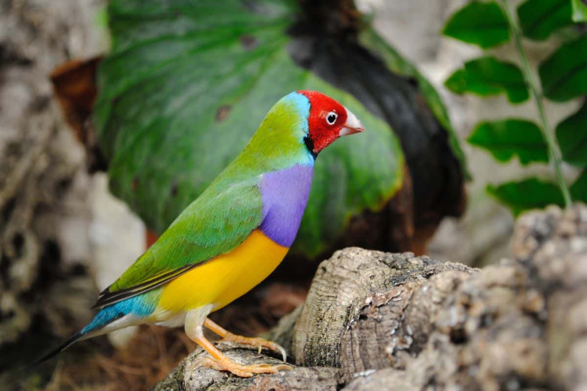 A beautiful Gouldian Finch standing on an old tree log.