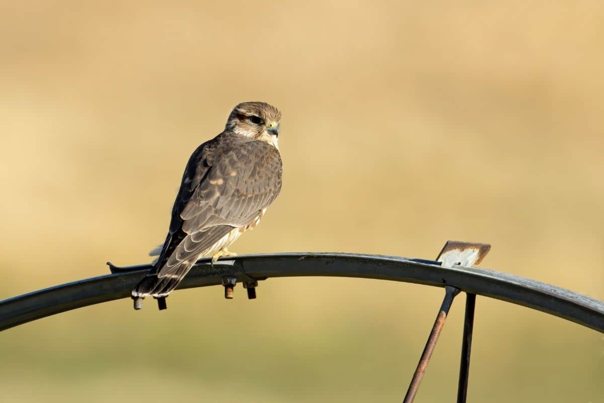 Merlin standing on a metal construction.