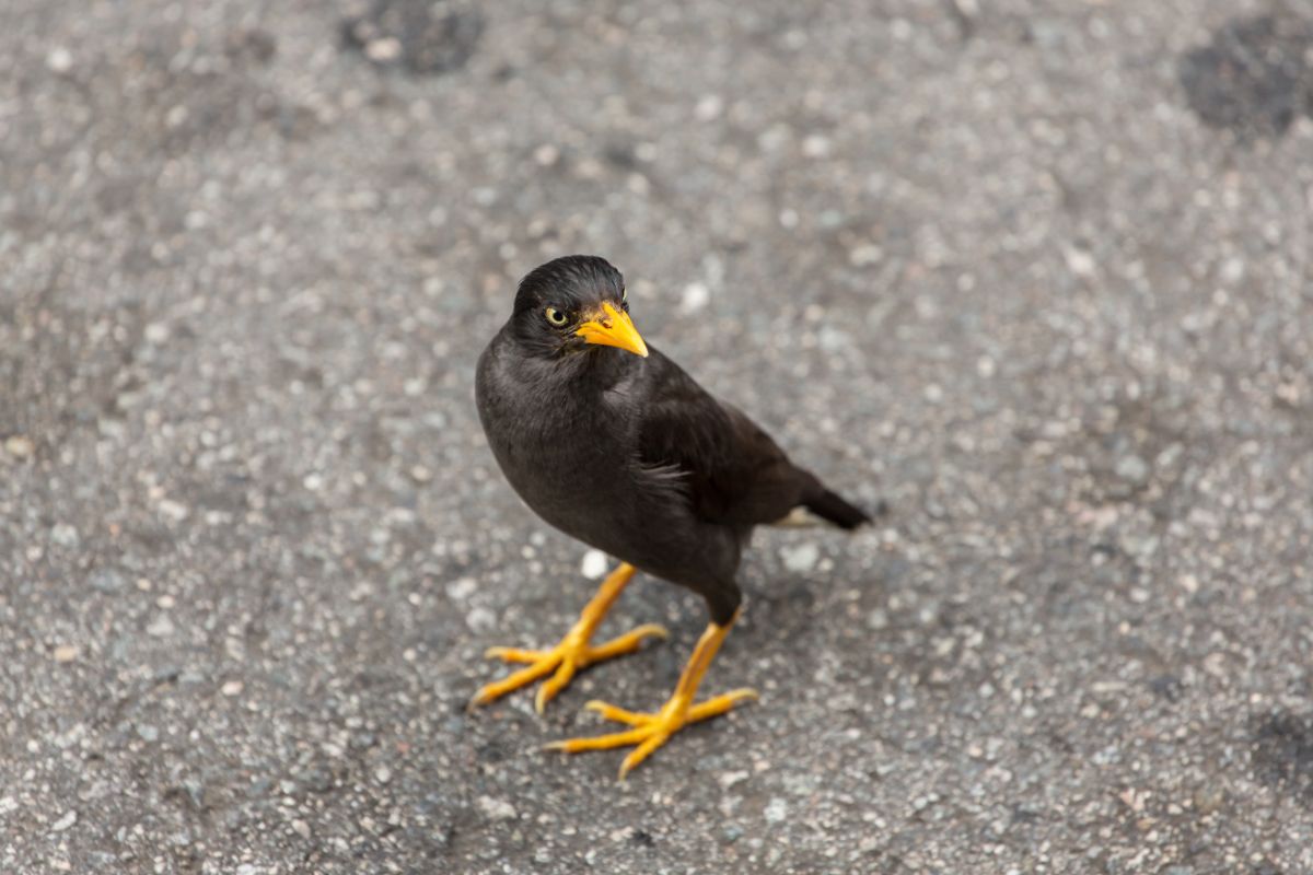 An adorable Mynah standing on the ground.