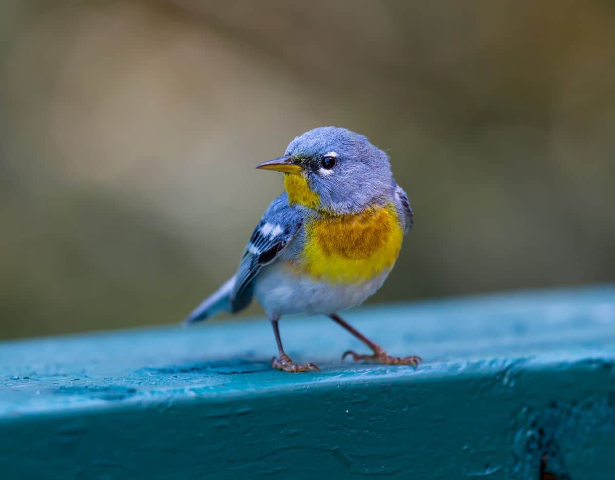 A cute Northern Parula perched on a blue board.