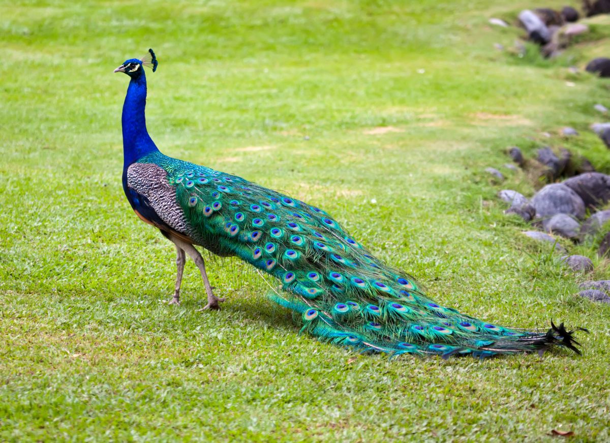 A beautiful Peacock standing in a meadow.