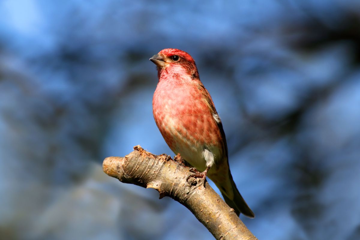 A beautiful Purple Finch perched on a broken branch.