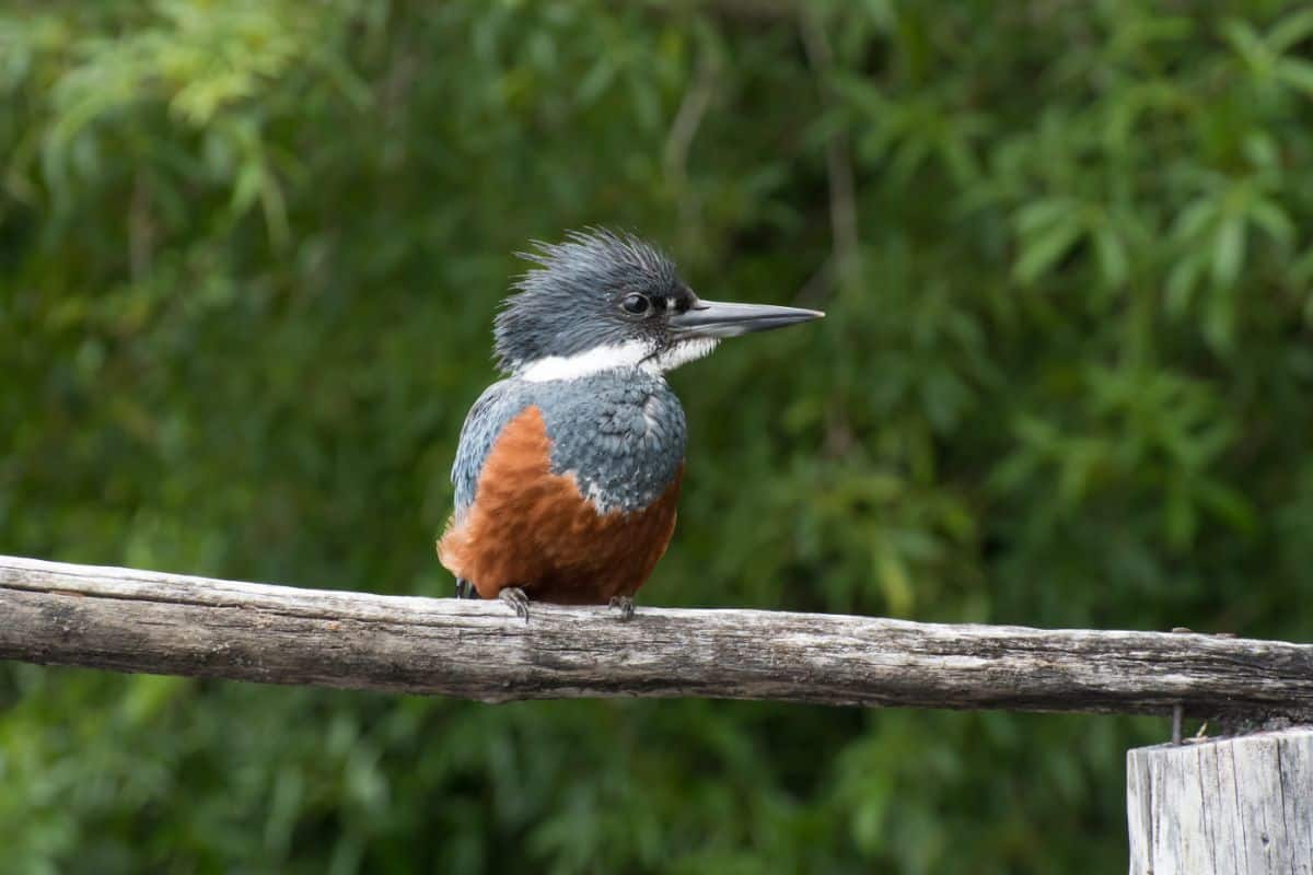 A cool Ringed Kingfisher perching on a wooden fence.