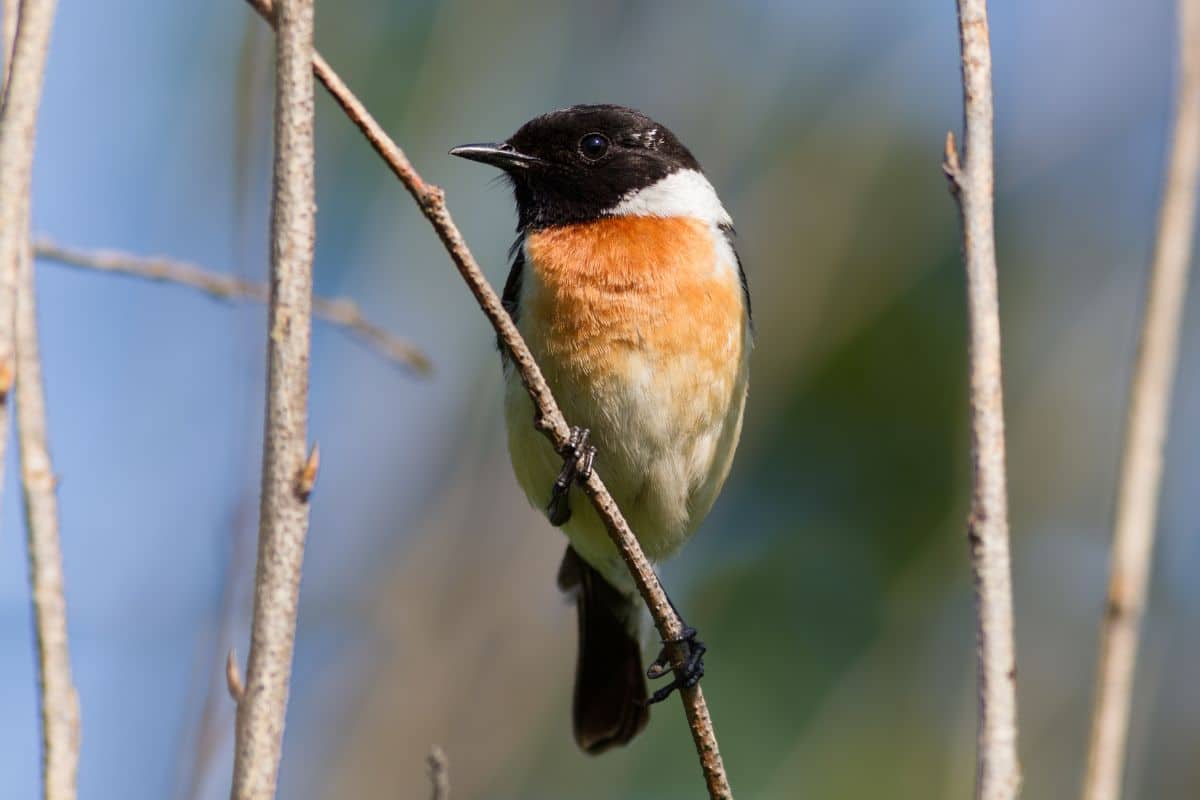 Cute Stonechat standing on thing branch.