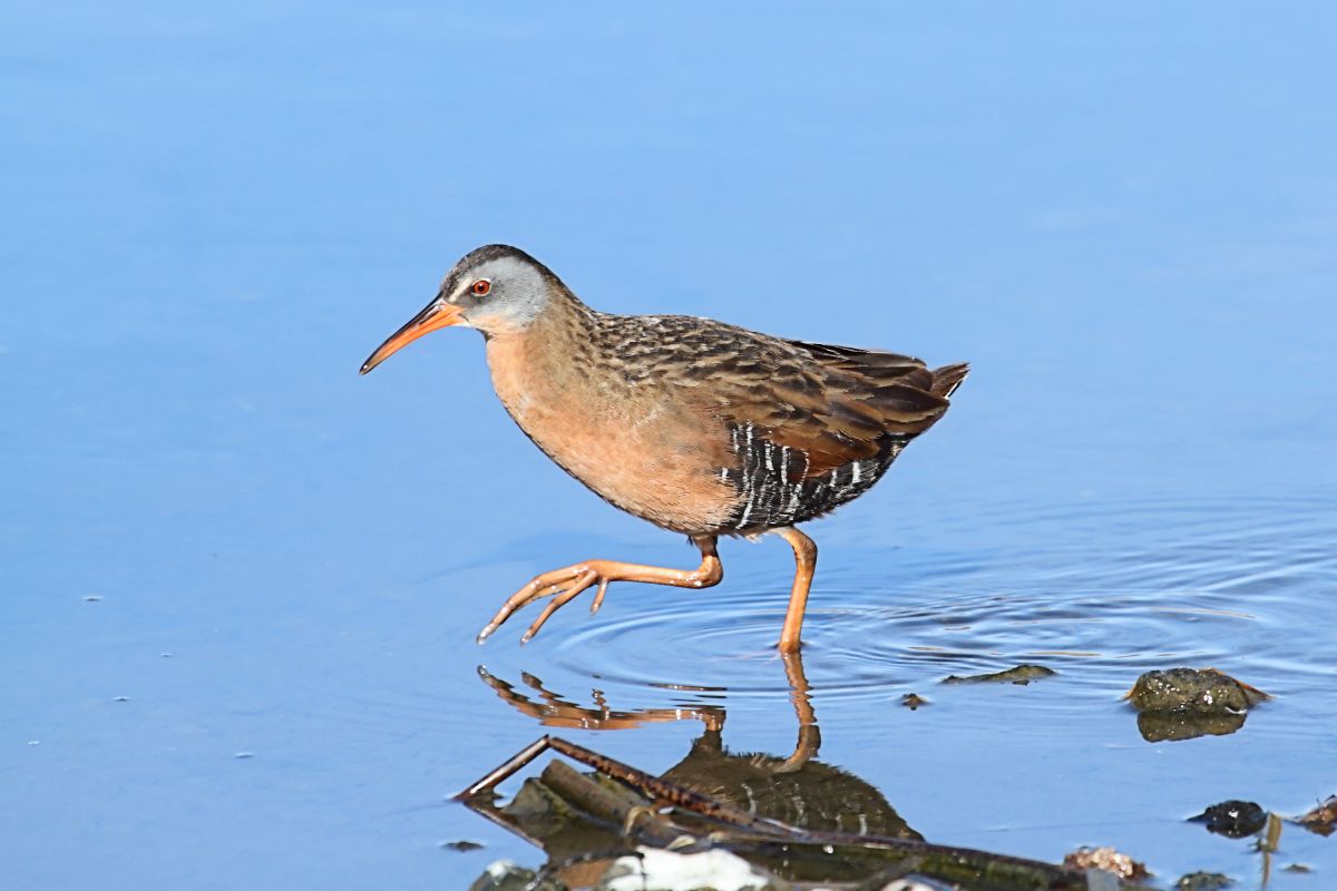 A cute Virginia Rail walking in shallow water.