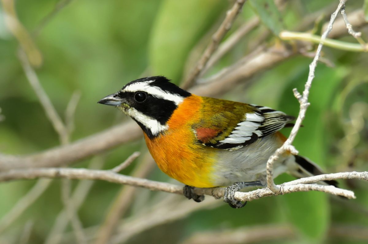 A cute Western Spindalis perching on a thin branch.