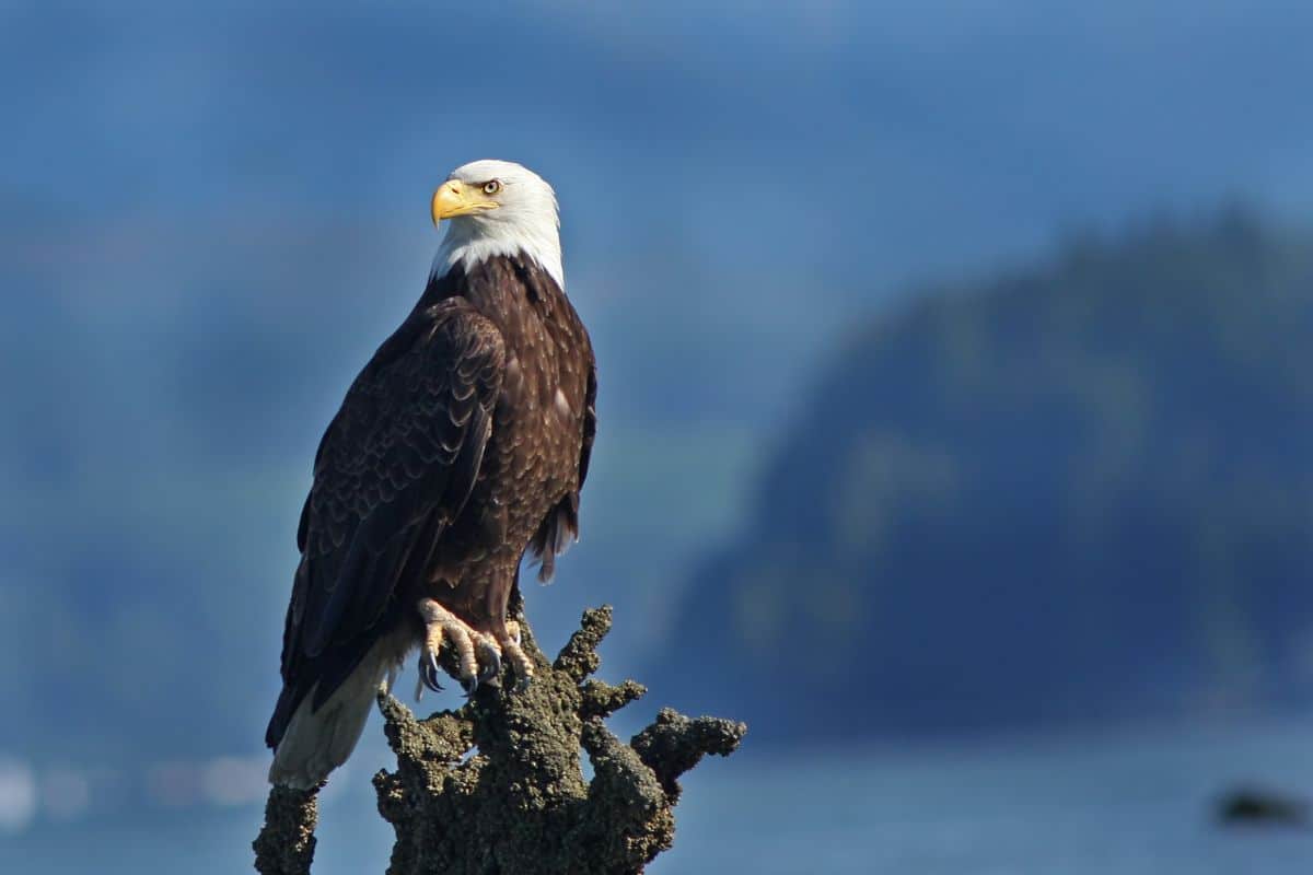 A majestic Bald Eagle perched on an old tree.
