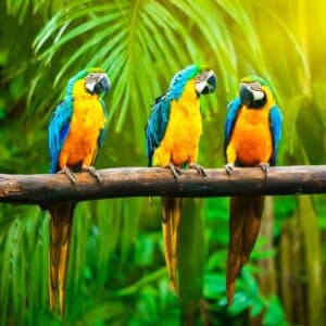 Three beautiful Macaws perched on a branch.