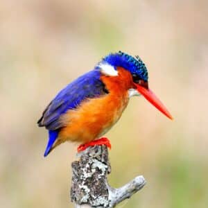 A beautiful Malachite Kingfisher standing on an old tree branch.