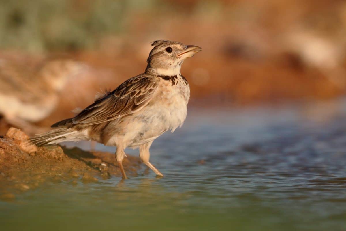 A cute Calandra Lark in shallow water on a sunny day.