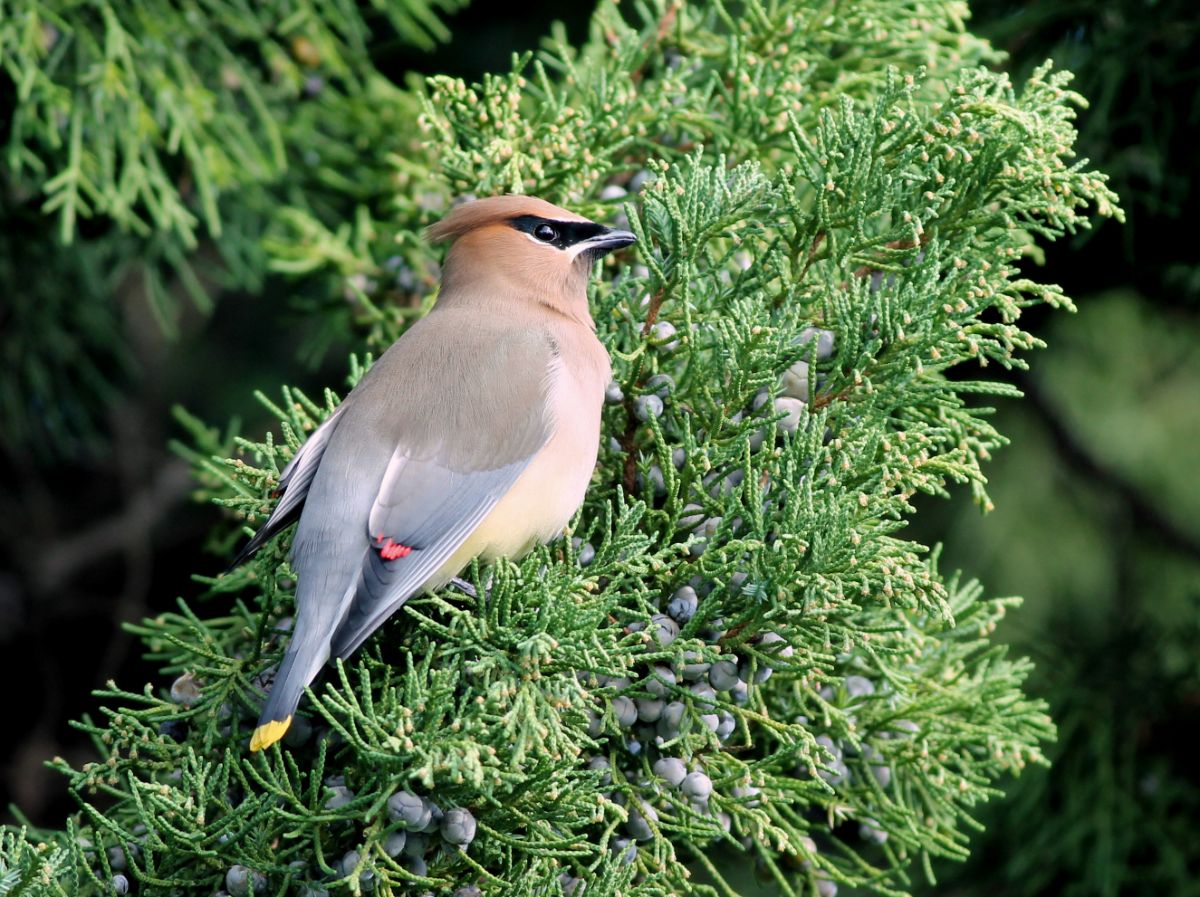 A beautiful Cedar Waxwing perched on a crown of a tree.
